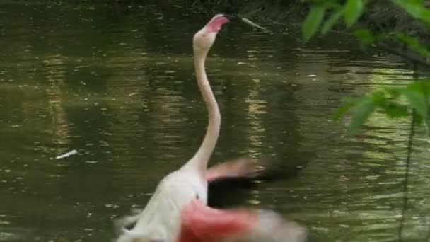 Rosa Flamingo rengöring fjädrar — Stockvideo