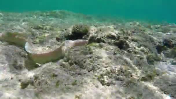 Moray på botten av röda havet — Stockvideo