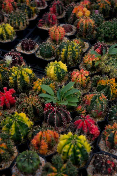 Cactus Jardín Desierto Primavera — Foto de Stock