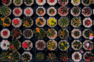 Bahar zamanı kaktüs bahçesi çölü