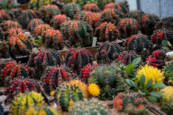 Cactus Jardín Desierto Primavera — Foto de Stock