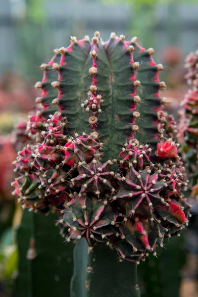Cactus Garden Desert Springtime — Stock Photo, Image