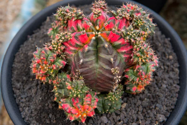 Cactus Garden Desert Springtime — Stock Photo, Image