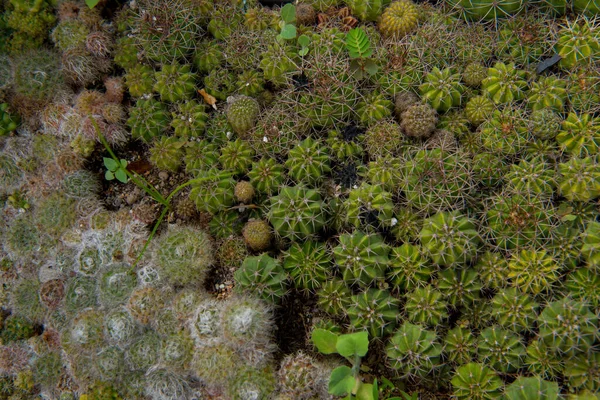 Désert Jardin Cactus Printemps — Photo