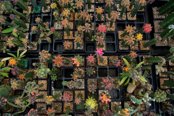 Cactus Jardín Desierto Primavera — Foto de Stock