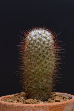 Bahar zamanı kaktüs bahçesi çölü