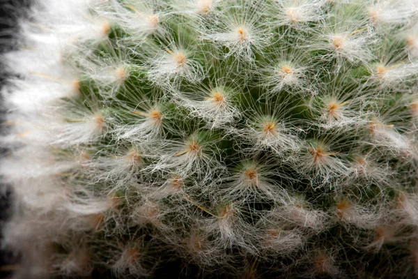 Cacto Jardim Deserto Primavera — Fotografia de Stock