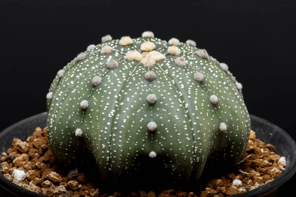 Giardino Del Cactus Deserto Primavera — Foto Stock