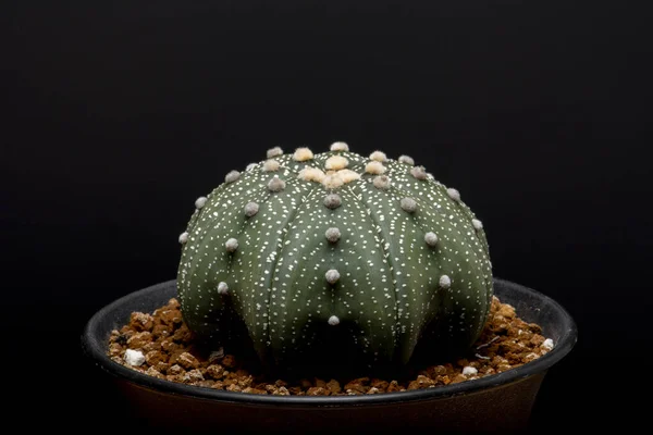 Cactus Jardín Desierto Primavera — Foto de Stock