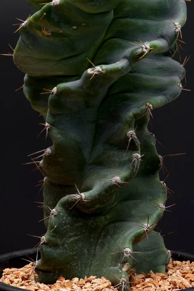 Kaktusowa Pustynia Ogrodowa Wiosną — Zdjęcie stockowe