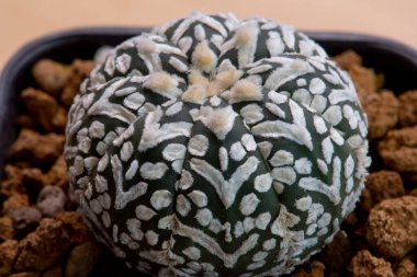 Bahar zamanı kaktüs bahçesi çölü