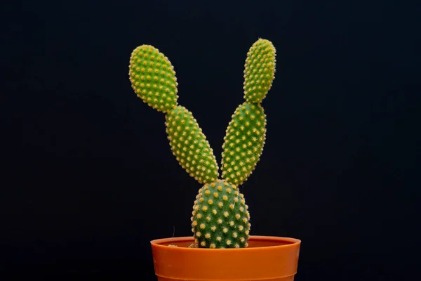 Giardino Del Cactus Deserto Primavera — Foto Stock