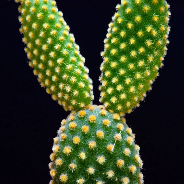 Kaktusowa Pustynia Ogrodowa Wiosną — Zdjęcie stockowe