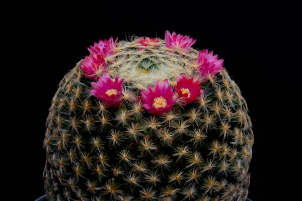 Cactus Garden Desert Springtime — Stock Photo, Image