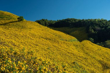 Doğa çiçeği Tung Bua Tong Meksika ayçiçeği tarlası Maehongson 'da
