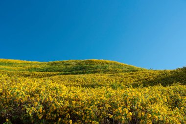Doğa çiçeği Tung Bua Tong Meksika ayçiçeği tarlası Maehongson 'da