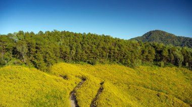 Doğa çiçeği Tung Bua Tong Meksika ayçiçeği tarlası Maehongson 'da