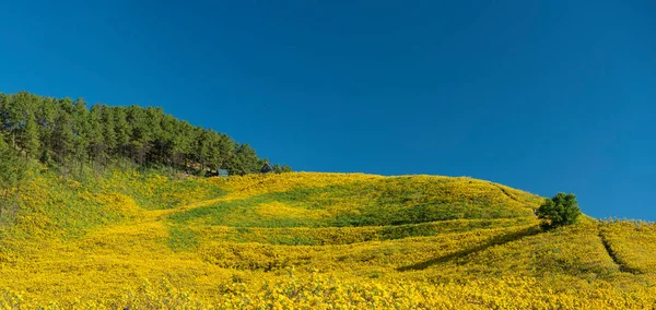 Пейзажна Квітка Тунг Буа Тонг Мексиканське Соняшникове Поле Мегонгсоні — стокове фото
