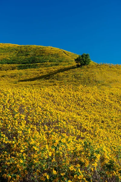 Natureza Paisagem Flor Tung Bua Tong Campo Girassol Mexicano Maehongson — Fotografia de Stock