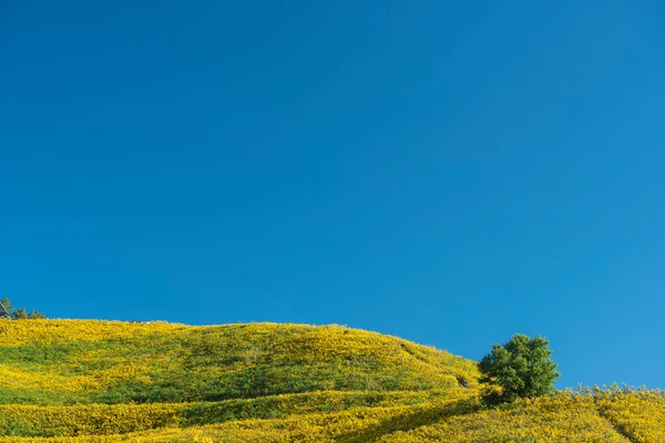 Paisaje Naturaleza Flor Tung Bua Tong Campo Girasol Mexicano Maehongson —  Fotos de Stock