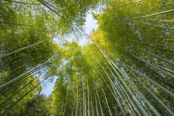 Bosque de bambú —  Fotos de Stock