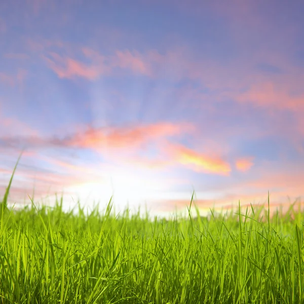 Sunset on grass field — Stock Photo, Image