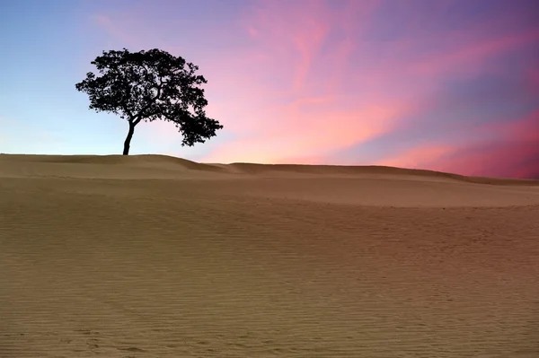 Desierto de arena — Foto de Stock