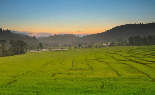 Campo di riso verde terrazzato — Foto Stock