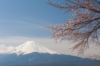 MT fuji ve kiraz çiçeği