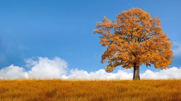 Árbol de otoño — Foto de Stock