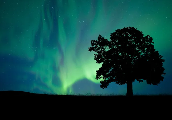 Albero solitario nel campo con nuvole — Foto Stock