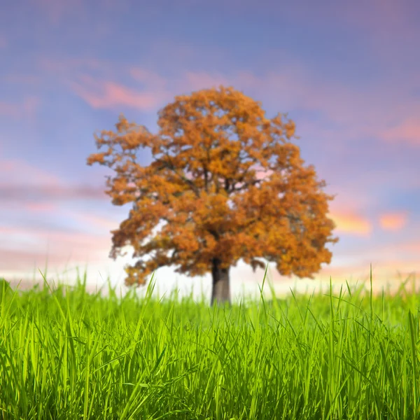 Одинокое дерево в поле с облаками — стоковое фото