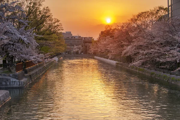 Canal d'Okazaki pendant la saison des fleurs de cerisier de printemps . — Photo