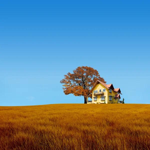 Alleen boom in het veld met wolken — Stockfoto