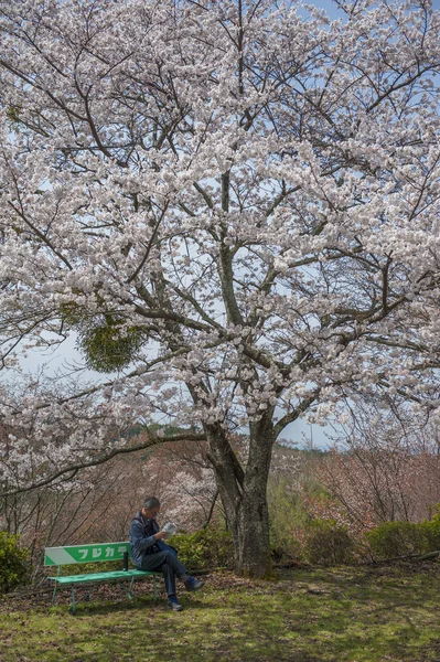 Détendez-vous sous le sakura — Photo