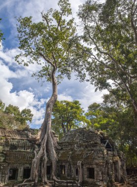 Kamboçya Angkor Ta Prohm
