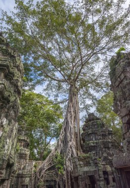 Kamboçya Angkor Ta Prohm