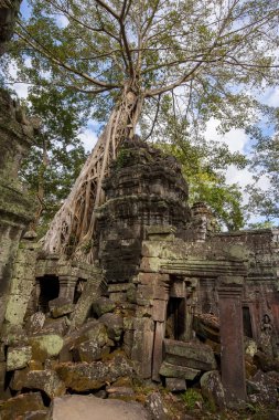 Kamboçya Angkor Ta Prohm
