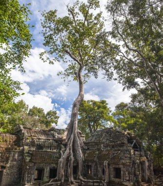 Kamboçya Angkor Ta Prohm