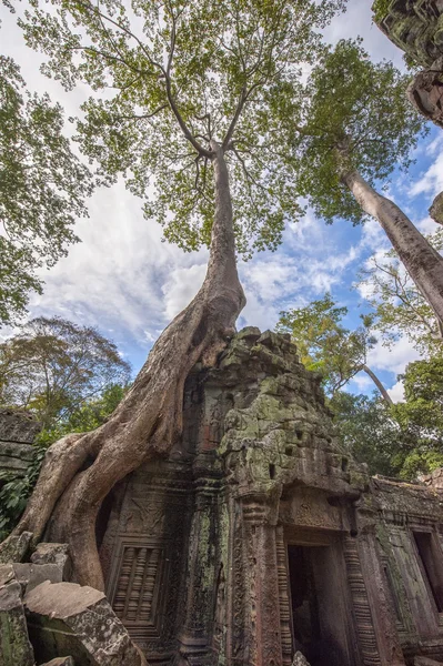 Ta Prohm Angkor w Kambodży — Zdjęcie stockowe