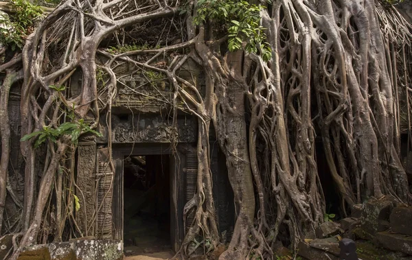 Ta Prohm Angkor w Kambodży — Zdjęcie stockowe