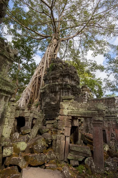 Ta Prohm Angkor v Kambodži — Stock fotografie
