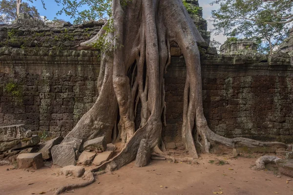Angkor Ta Prohm au Cambodge — Photo