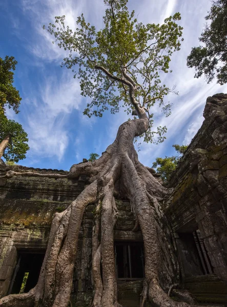 Angkor Ta Prohm in Cambodia — Stock Photo, Image