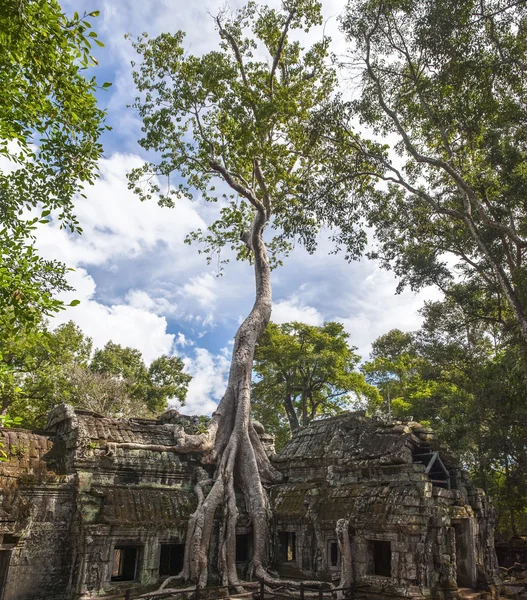 Ta Prohm Angkor v Kambodži — Stock fotografie