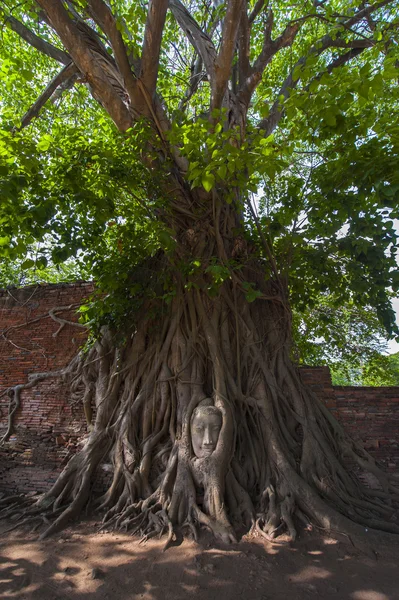 Cabeza de Buda en raíces de árboles — Foto de Stock