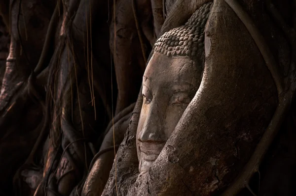 Buddha's head in tree roots — Stock Photo, Image