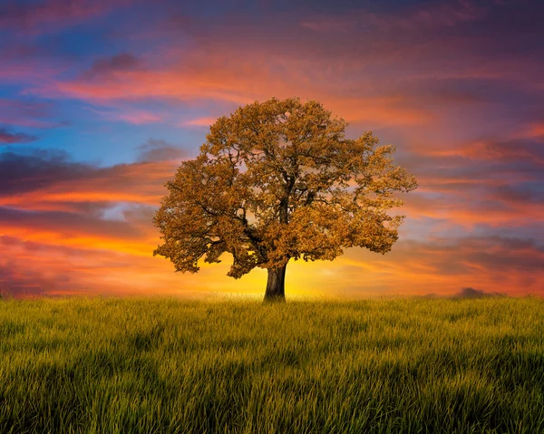 Árbol solitario en el campo con nubes —  Fotos de Stock