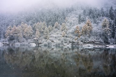 Chengdu, Chaina 'da Bipenggou' daki sonbahar ormanlarına kar yağıyor.