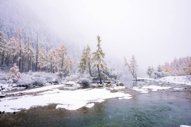 Chengdu, Chaina 'da Bipenggou' daki sonbahar ormanlarına kar yağıyor.